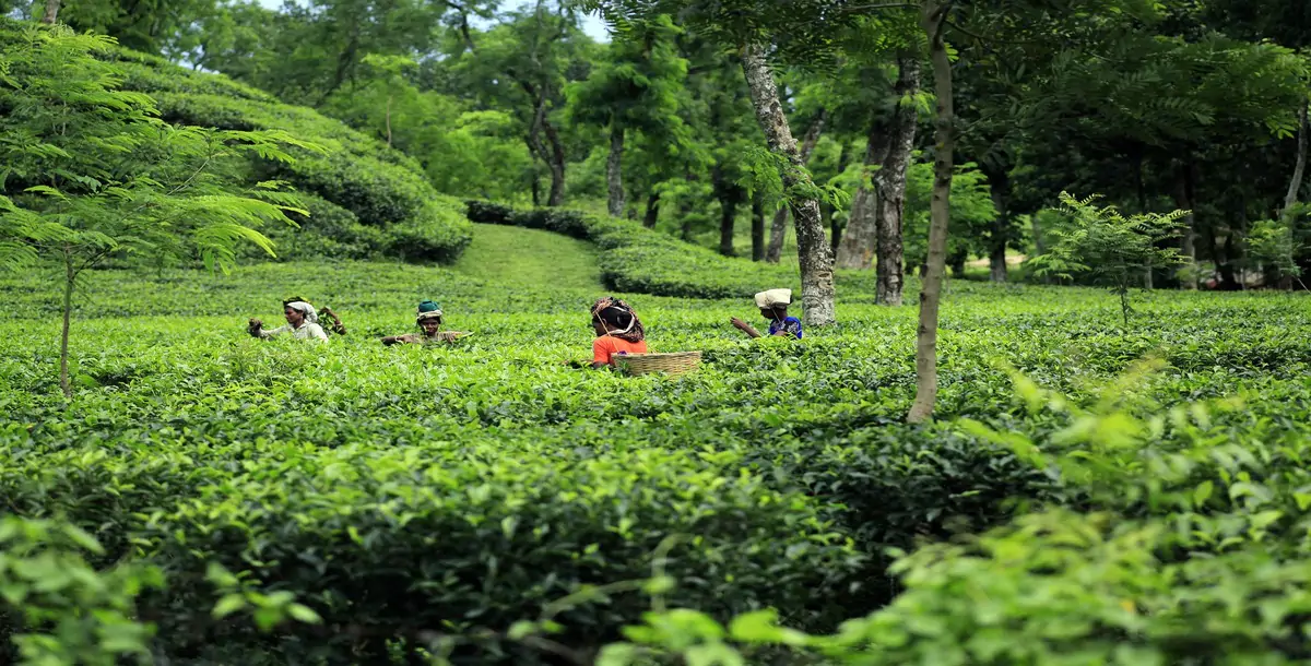 bangladesh-tea-garden