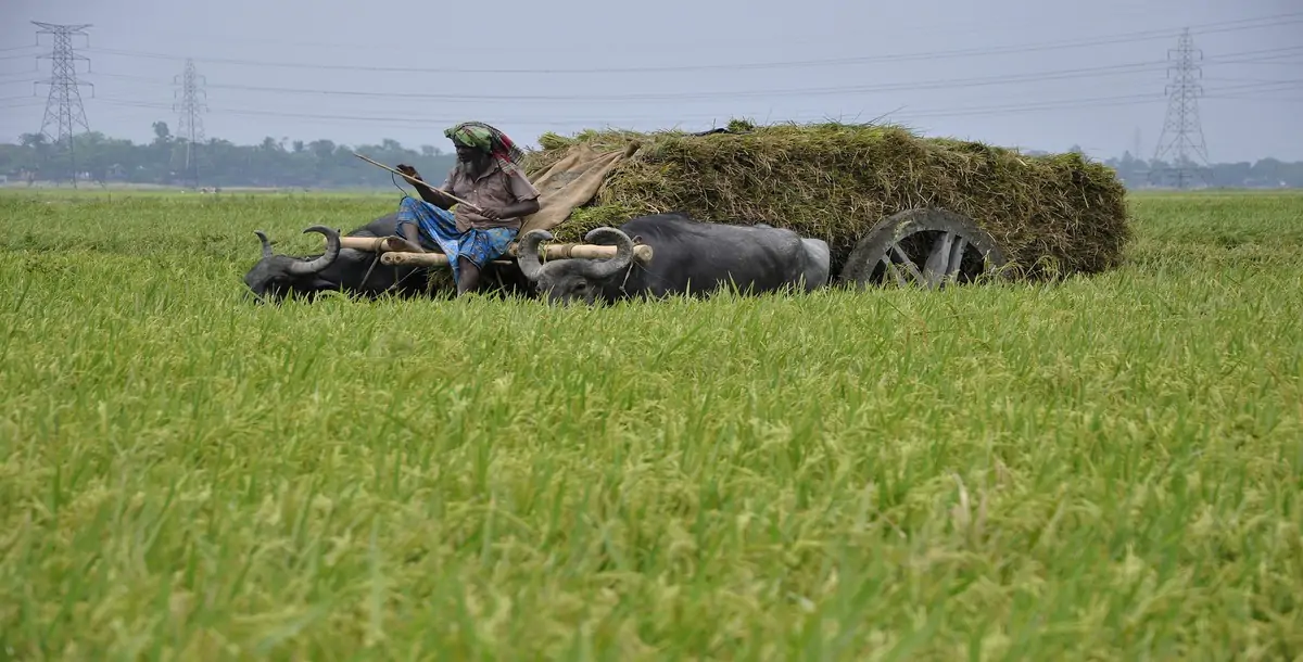 agriculture-bullock-cart